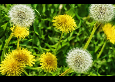 newsimage/Dandelions%20(379%20×%20268%20px).png